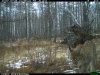 В заповеднике «Хакасский» получены новые снимки рыси 